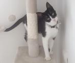 Lief jong poesje / kitten+  poes zwart wit -lief, Dieren en Toebehoren, Katten en Kittens | Overige Katten, Poes, Kortharig, 0 tot 2 jaar