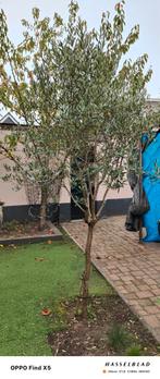 Mooie Olijfboom - 250-300cm, Tuin en Terras, Planten | Bomen, Bloeit niet, Olijfboom, 250 tot 400 cm, Ophalen