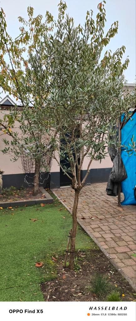 Mooie Olijfboom - 250-300cm, Tuin en Terras, Planten | Bomen, Olijfboom, 250 tot 400 cm, Volle zon, Bloeit niet, Ophalen