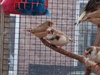 Koppel zebravinken. Evt. ruilen., Dieren en Toebehoren, Vogels | Overige Vogels, Meerdere dieren
