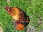 Araucana haan, tarwe. Bolstaart met toefjes. Mooie kweekhaan, Dieren en Toebehoren, Pluimvee, Mannelijk, Kip