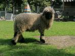 Ter dekking walliser schwarznase ram, Dieren en Toebehoren, Mannelijk, Schaap, 0 tot 2 jaar