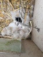 2 baby konijntjes per 25 mei., Dieren en Toebehoren, Konijnen