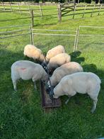 Koppel Blue du maine schapen, Dieren en Toebehoren, Schapen, Geiten en Varkens, Meerdere dieren, Schaap