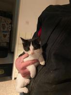 Kittens, Meerdere dieren, Kortharig, 0 tot 2 jaar