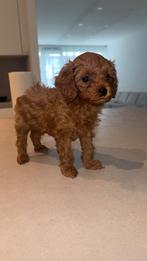 Micro Toy poedel teefje 2 maanden, Dieren en Toebehoren, Honden | Chihuahua's en Gezelschapshonden, Poedel, Particulier, 8 tot 15 weken