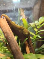 Phelsuma grandis, Madagascar daggekko, Dieren en Toebehoren, Hagedis, 0 tot 2 jaar