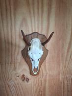 Gewei  taxidermie, Ophalen of Verzenden