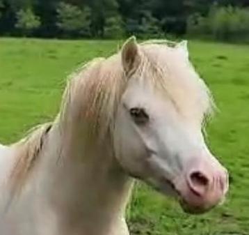 Ter dekking: supermooie PERLINO welshhengst 100% verdunning! beschikbaar voor biedingen