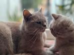 Britse Korthaar poesje – 7 weken oud, Dieren en Toebehoren, Katten en Kittens | Raskatten | Korthaar, Meerdere dieren, Ontwormd