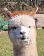 alpaca merrie, Dieren en Toebehoren, Overige Dieren, Augustus, Vrouwelijk