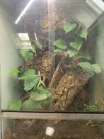wimpergekko terrarium met 1 gekko en warmtelamp, Hagedis, Met terrarium, 3 tot 6 jaar