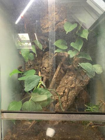 wimpergekko terrarium met 1 gekko en warmtelamp beschikbaar voor biedingen
