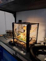 Leuk terrarium voor jumping spider, Ophalen, Zo goed als nieuw, Terrarium of Paludarium