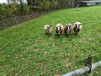 schapen, Vrouwelijk, Schaap, 0 tot 2 jaar