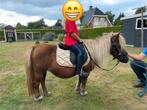 Super brave Shetlander merrie, Dieren en Toebehoren, Pony's, Merrie, Zadelmak, A pony (tot 1.17m), 3 tot 6 jaar