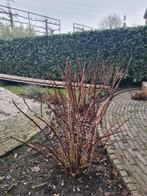 Mooie volwassen hortensia's, Vaste plant, Halfschaduw, Zomer, Ophalen