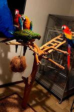 Handtamme Ara’s, Meerdere dieren, Papegaai, Pratend