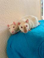 Tamme ratjes ter adoptie, Rat, Maart, Mannelijk, Tam