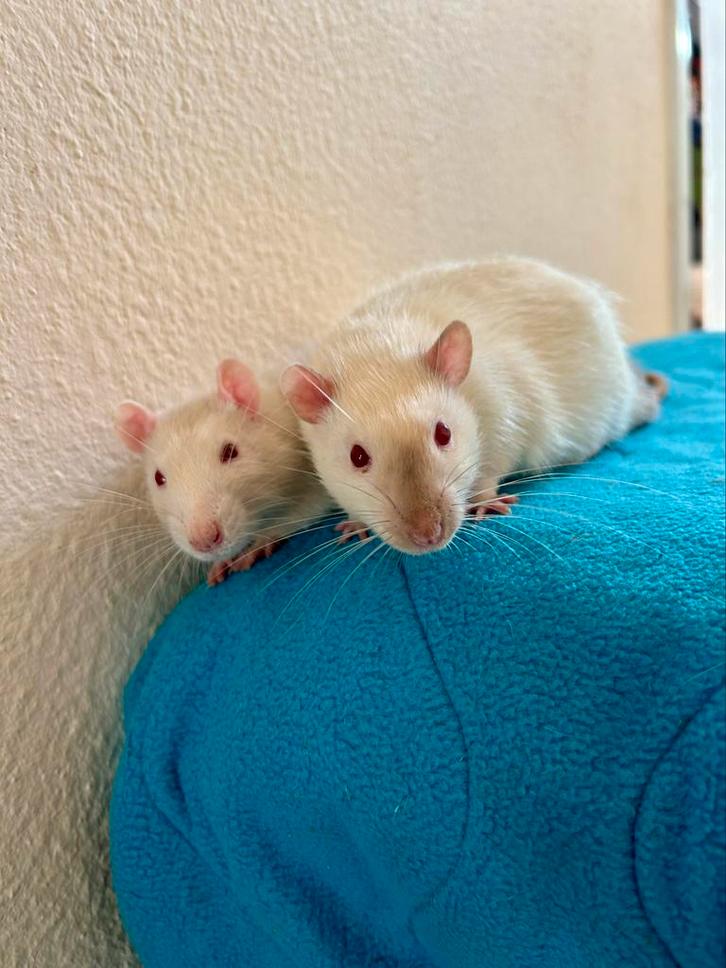 Tamme ratjes ter adoptie, Dieren en Toebehoren, Knaagdieren, Mannelijk, Rat, Maart, Tam