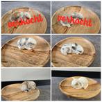 Kleine konijntjes, Dieren en Toebehoren, Konijnen, Geslacht onbekend, Klein, Hangoor, 0 tot 2 jaar