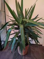 Mooie Yucca inclusief rieten mand., Ophalen, Bloeit niet, Overige soorten, Halfschaduw