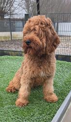 Te koop leuke cavapoo reu, Parvo, Nederland, Reu, 8 tot 15 weken