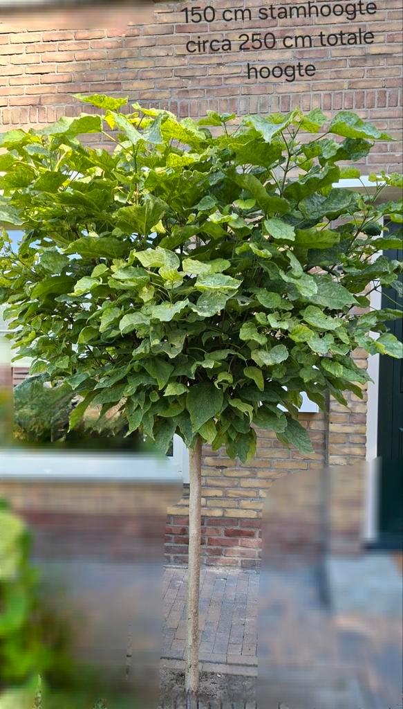 Catalpa, Tuin en Terras, Planten | Bomen, Overige soorten, Volle zon, Ophalen