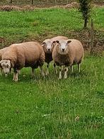Dek rammen  Texelaar x swifter, Dieren en Toebehoren, Schapen, Geiten en Varkens, Mannelijk, Schaap