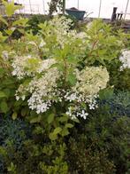Pluimhortensia Hydrangea Paniculata diverse soorten, Vaste plant, Halfschaduw, Zomer, Ophalen