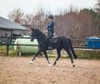 Toekomste sport topper !, Dieren en Toebehoren, Pony's, Merrie, E pony (1.48m - 1.57m), Gechipt, 3 tot 6 jaar