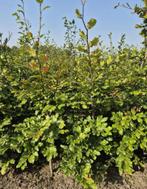 Diverse hagen te koop, Tuin en Terras, Ophalen of Verzenden, Conifeer, 100 tot 250 cm