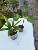 Palmboompje en een vijgenboompje, Ophalen, Overige soorten, Volle zon
