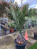 Jubaea Chilensis Palmboom, Tuin en Terras, Planten | Tuinplanten, Zomer, Vaste plant, Overige soorten, Ophalen