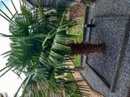 Super mooi grote palmboom circa 180 hoog, Tuin en Terras, 100 tot 250 cm, Zomer, Palmboom, Ophalen