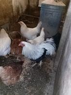 Te koop kippen