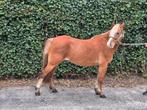 Lieve welsh sectie B merrie, Dieren en Toebehoren, Pony's, Merrie, C pony (1.27m tot 1.37m), Met stamboom