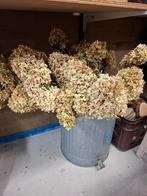 Gedroogde pluimhortesia's, Ophalen