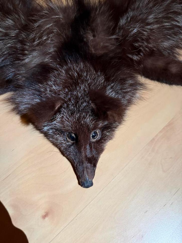 Antieke Zwarte Vossenbont Stola / Sjaal, Antiek en Kunst, Antiek | Kleding en Accessoires, Dames, Ophalen of Verzenden