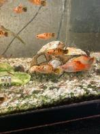 Jonge platy vissen, Dieren en Toebehoren, Vissen | Aquariumvissen, Vis