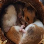 Goudhamsters, Dieren en Toebehoren, Knaagdieren, Meerdere dieren