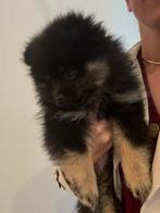 POMERIAAN PUPS !! - KEESHOND MINI - MOGEN DIRECT MEE !!, Dieren en Toebehoren, Reu, 8 tot 15 weken, Meerdere, Nederland
