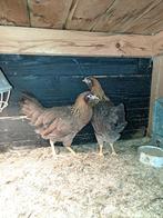 2 Welsumer hennen 16 weken VERKOCHT VERKOCHT, Dieren en Toebehoren, Pluimvee, Vrouwelijk, Kip