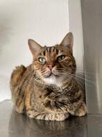 Super lieve poes (14 jaar)