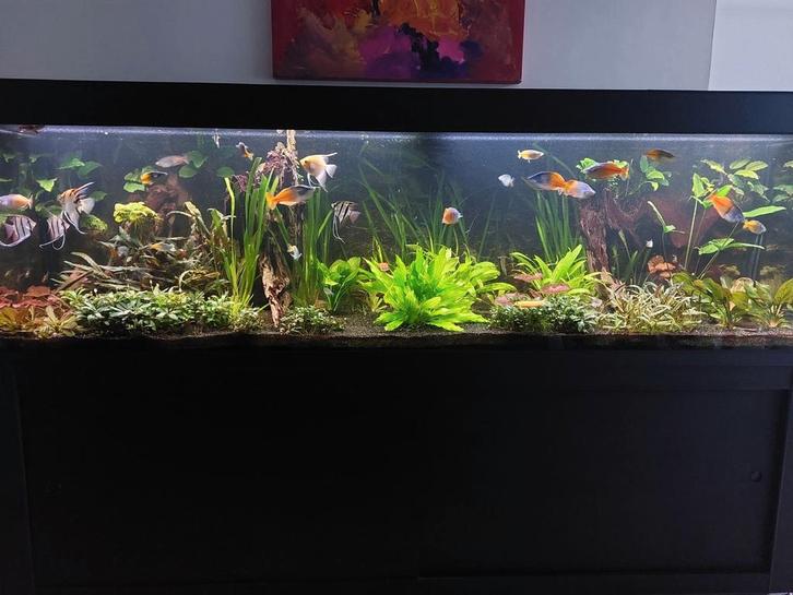 230 x 70 x70cm aquarium (1000l), Dieren en Toebehoren, Vissen | Aquaria en Toebehoren, Gebruikt, Leeg aquarium, Ophalen of Verzenden