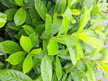 Groenblijvende laurierhaag  Novita 100–120 cm beschikbaar voor biedingen