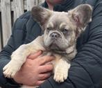 LAATSTE  Fluffy Franse Bulldog  pup, Dieren en Toebehoren, Honden | Bulldogs, Pinschers en Molossers, Particulier, Rabiës (hondsdolheid)