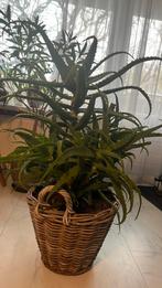 Aloë Arborescens!!!!! Land-Griekenland!!!!, Huis en Inrichting, Kamerplanten, Overige soorten, Ophalen of Verzenden, In pot, Minder dan 100 cm