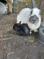 Konijntjes te koop!, Mannelijk, Klein, 0 tot 2 jaar