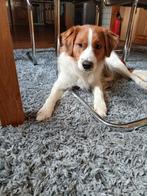 te koop Kooiker pup, 15 weken tot 1 jaar, Reu, Parvo, Eén hond